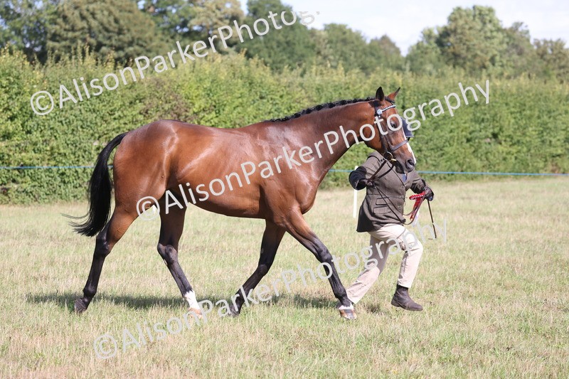 20260906-0737 - Class 22 - Ex Racehorse
