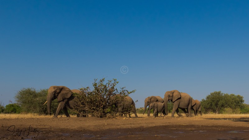 Elephants Indian File 3