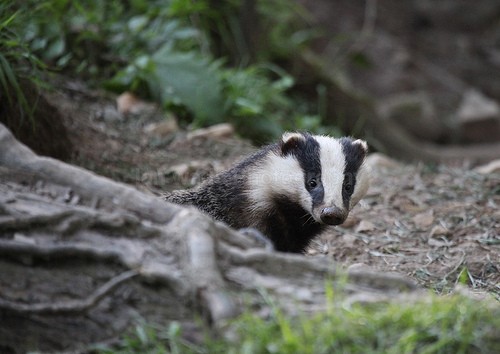  - Wildlife, Mammal Photography, Great Britain