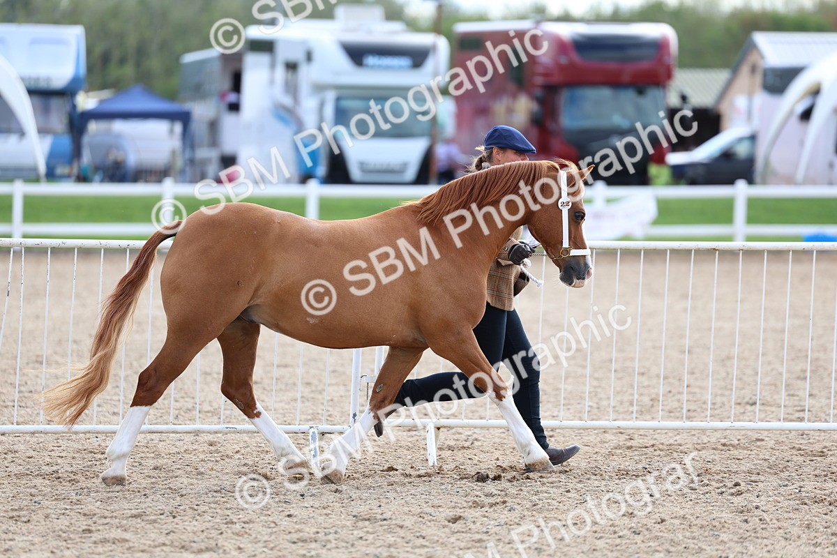 SBM_18721 - Class 317 - IH Pure Bred Horse-Pony