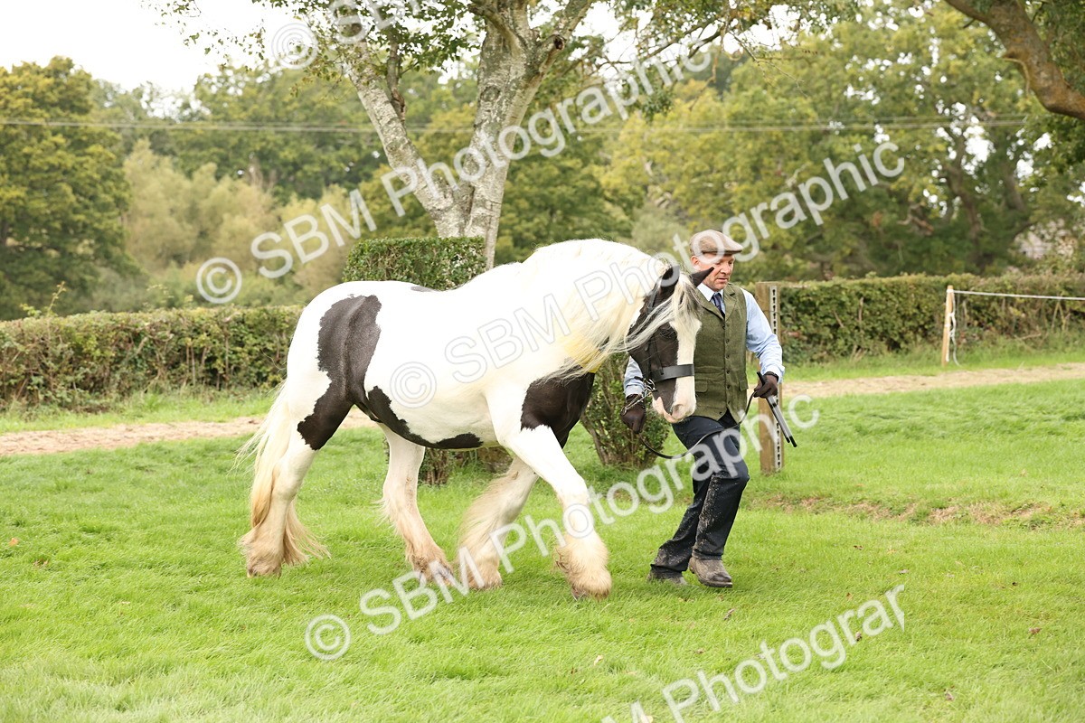 SBM_60834 - In Hand Horse Supreme Championship