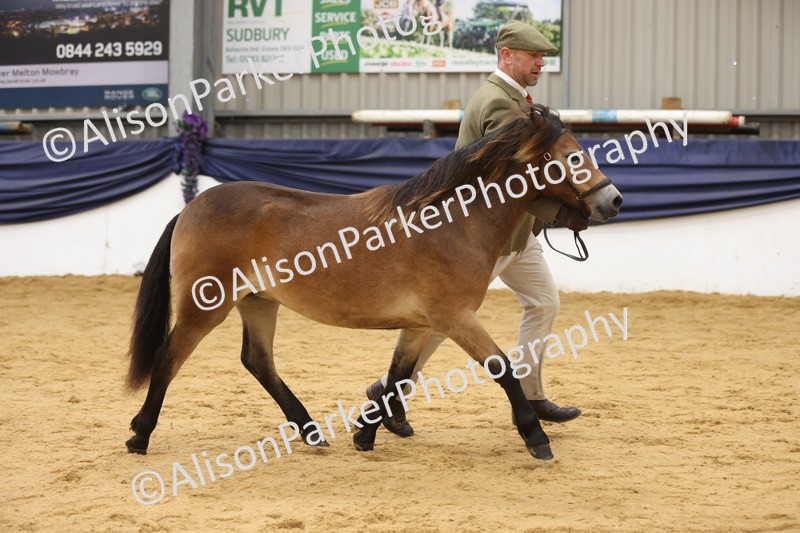 20260913-1274 - Class 113 - Yearling