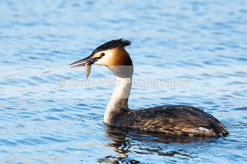 20150322-8E0A8485 - Gt. Crested & Little Grebes