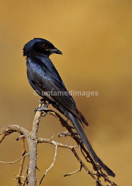 Black Drongo - India