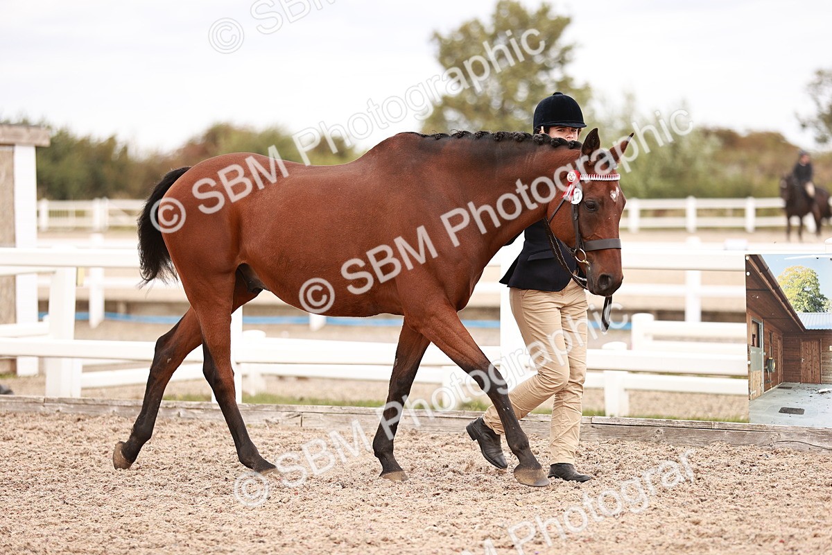 SBM_16189 - Class412 - Handsome Gelding (IH  or Ridden) Adult
