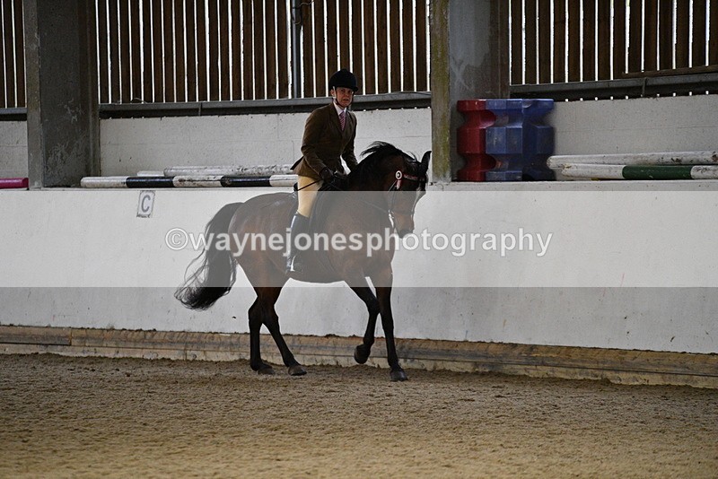 WJ5_8782 - Class 15 Ridden Show Horse