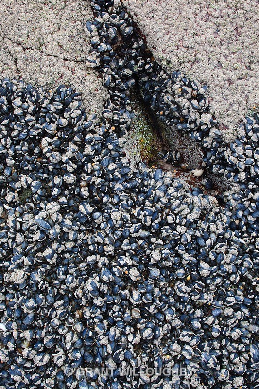  - Shoreline Detail