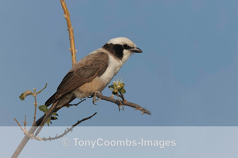 White-crowned Shrike - Botswana ~ Birds