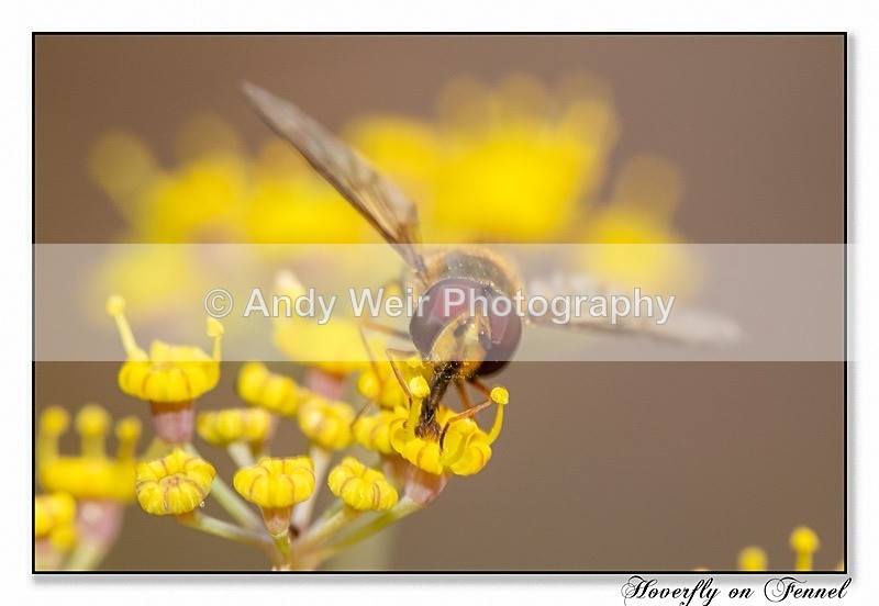 190725-untitled-8E0A6217-Edit - Insects