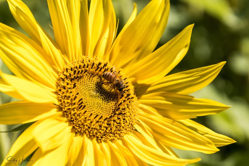 Sunflower and Bee 14