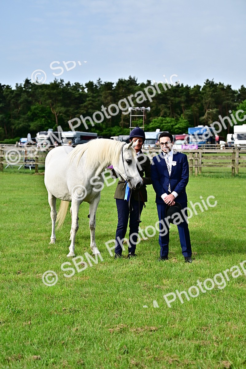 SBM_00047 - Class 46-49 - Arab and Part Bed-Anglo Arab In Hand