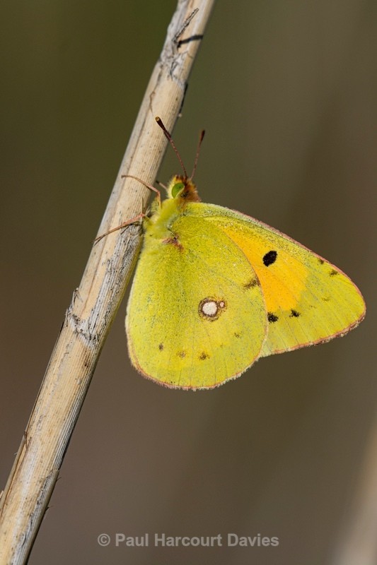 Clouded yellow (Coleus croecus) - Insects, Spiders and other Animals