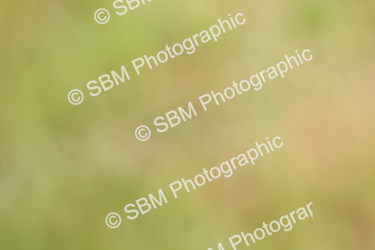 SBM_09706 - Class 44-45 - LIHS BSPS Open Nursery and Cradle Stakes