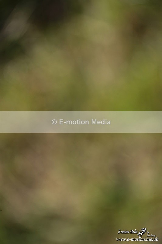 PtP 210326 657 - VWH Cirencester Races 21/03/26