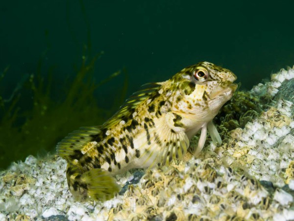 Shanny - Cornish Marine Life