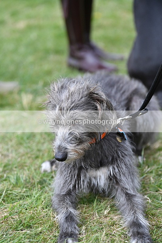 WJ5_9231 - Class 1 Best Cross Breed / Heniz 57