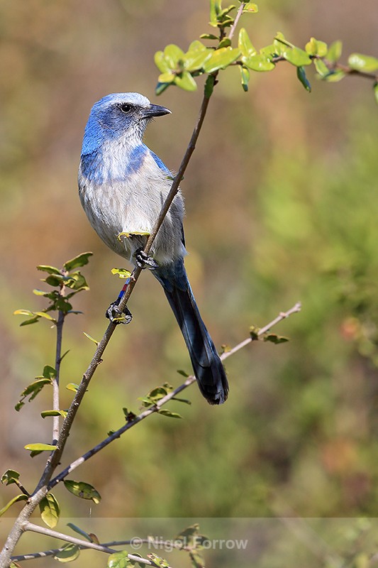 Florida Scrub-Jay, Venice, Florida - Florida Scrub-Jay