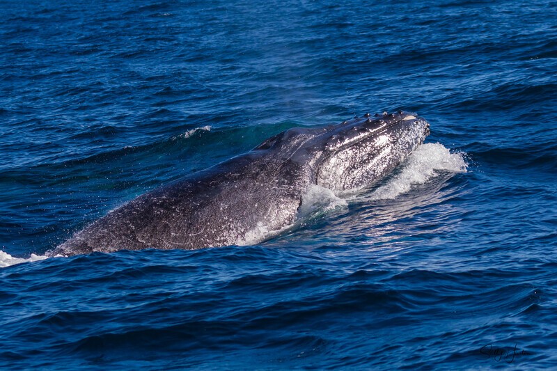 Humpback Barge 0A3A7220 - Humpback Whales