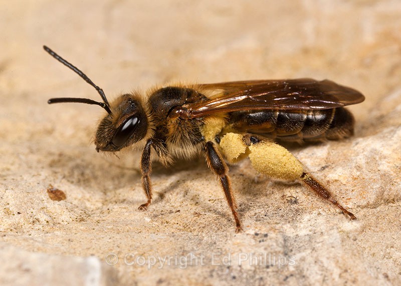 Andrena bucephala (f) - Andrena bucephala