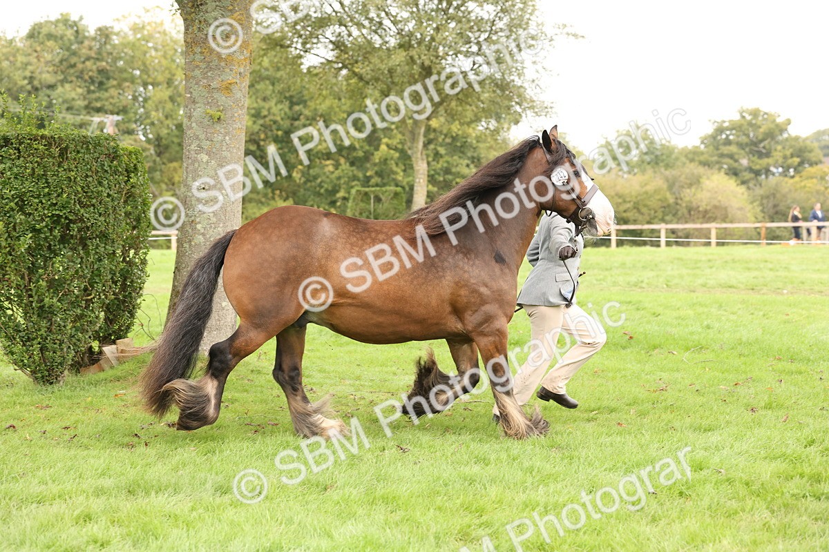 SBM_59241 - S57 - Traditional Cob In Hand