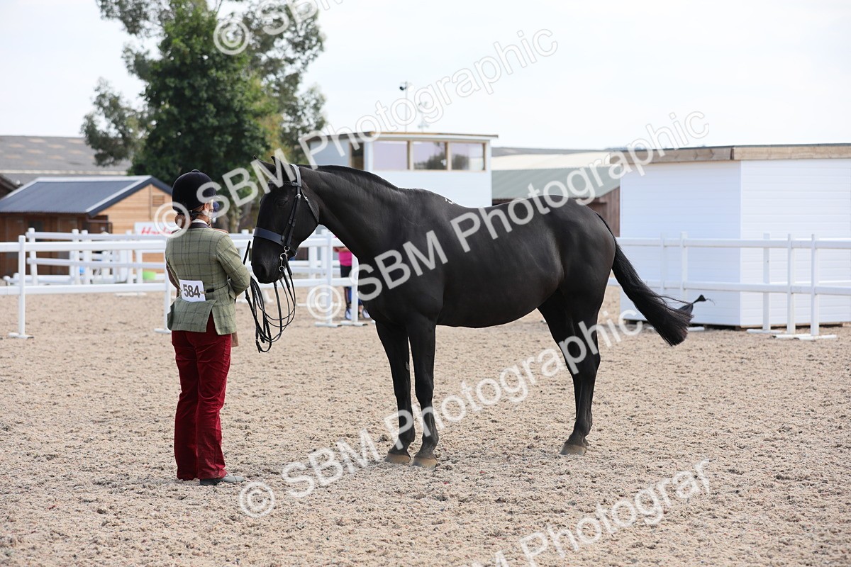 SBM_15813 - Class 312 IH Competition Horse/Pony