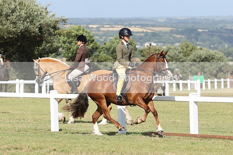 JPP_2905 - Class 20: Working Hunter 70cm