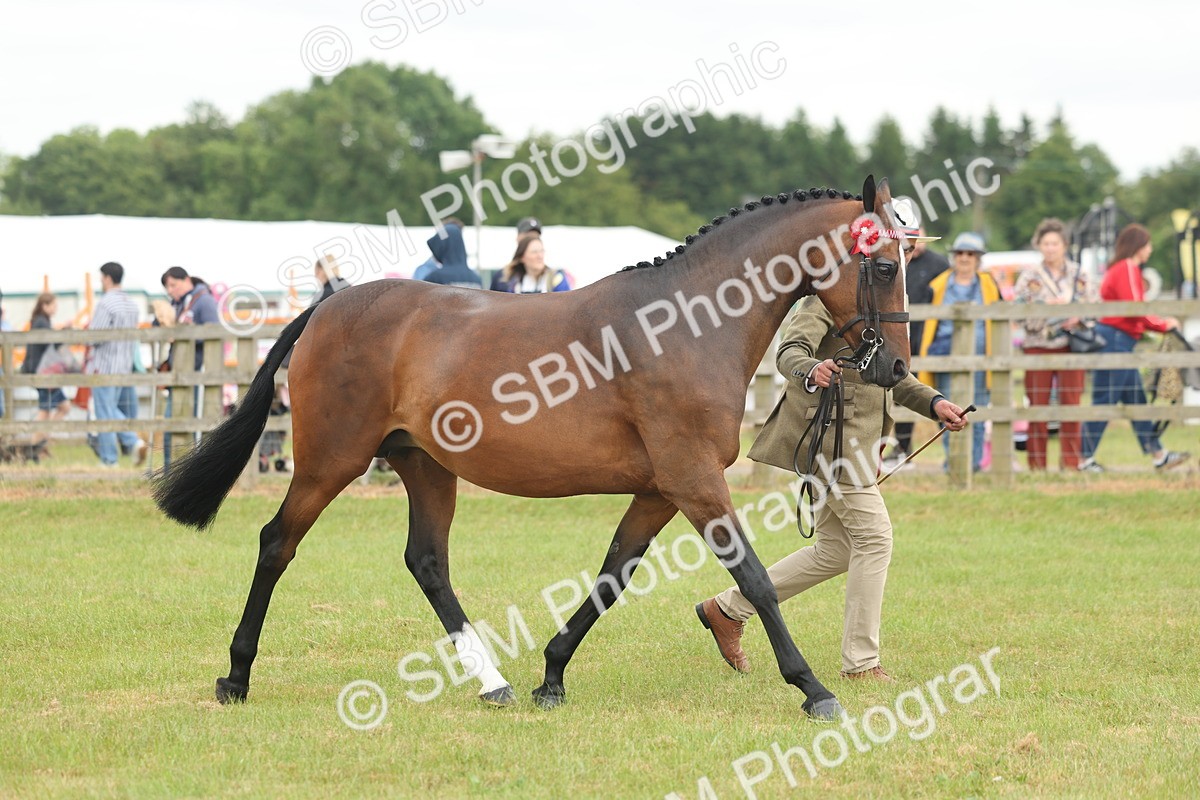 SBM_05524 - Class 68-73 - Riding Pony Breeding
