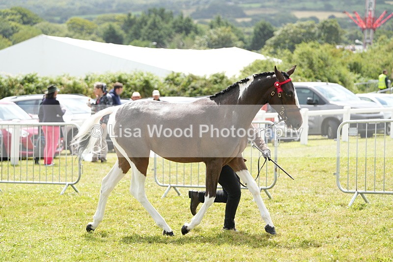 DSC06087 - Class 54: Hunter/Riding Horse/Hack 1 & 2 yr olds