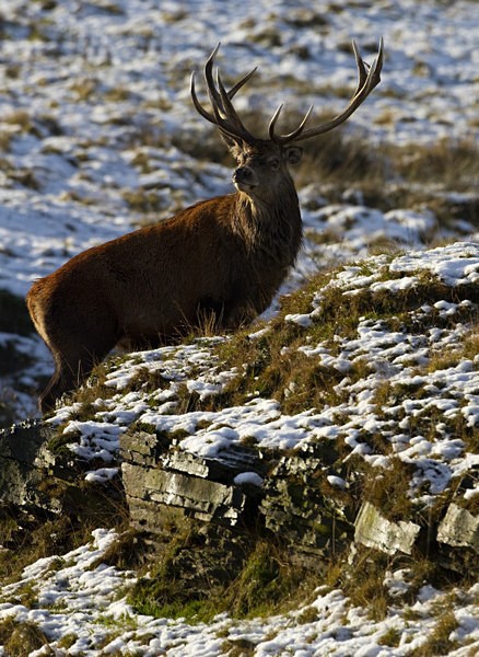 RED DEER ref rd 9a - THE DEER IN WINTER