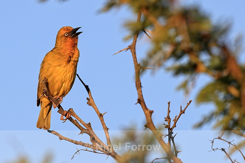 Cape Weaver (male) singing, Mossel Bay, South Africa - Cape Weaver