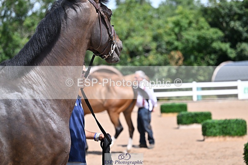 250716-123117-00037 - Trot Up 12.30 to 1.30