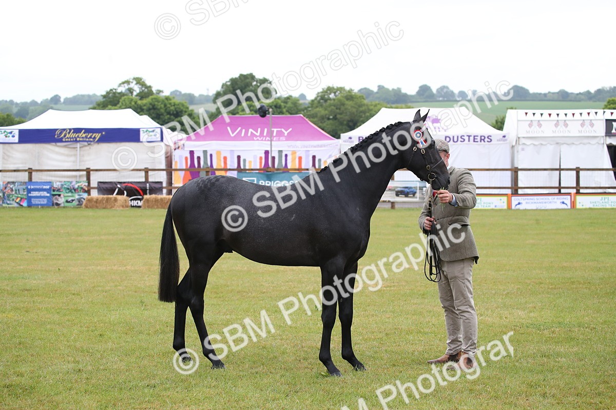 SBM_00061 - Class 17-20 - Arab & Part Bred - Anglo Arab In Hand