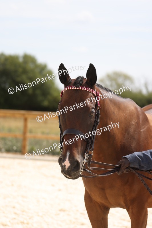 20260802-1547 - Class 16 - Best Horse or Pony