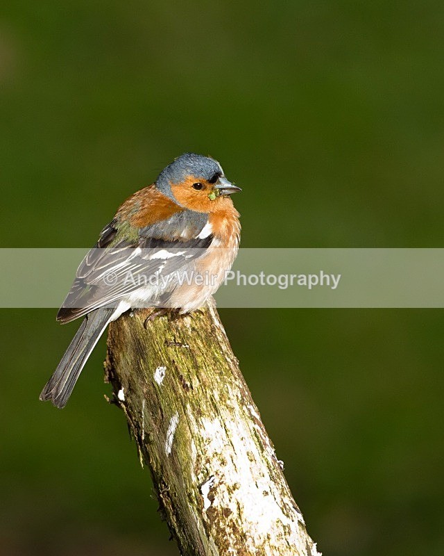 20110615-IMG_5917 - Chaffinch