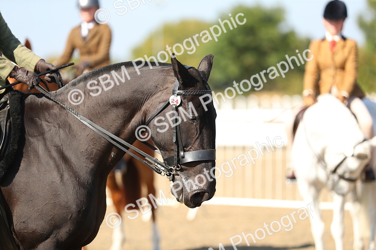 SBM_02254 - Class 43 Ridden Competition Horse/Pony
