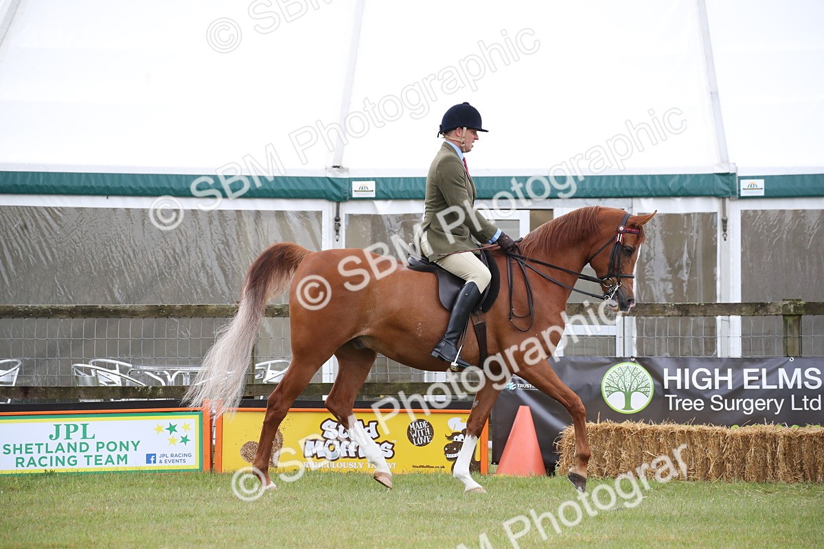 SBM_03606 - Class 21 - 22 - Ridden Arab and Part Bred/Anglo Arab