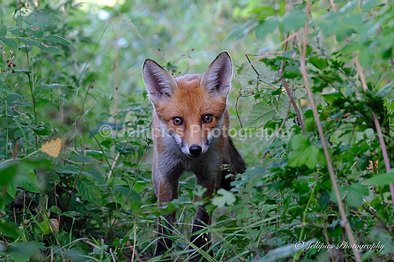  - Wildlife and Nature