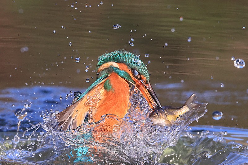 Kingfisher in water with fish, Otterbourne, Hampshire - Kingfisher