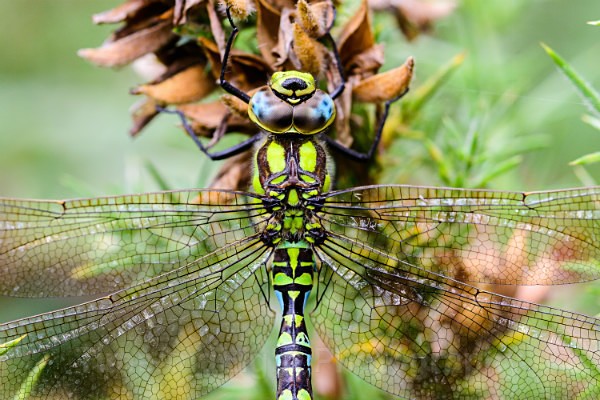 Male Southern hawker - Dragonflies & Damselflies