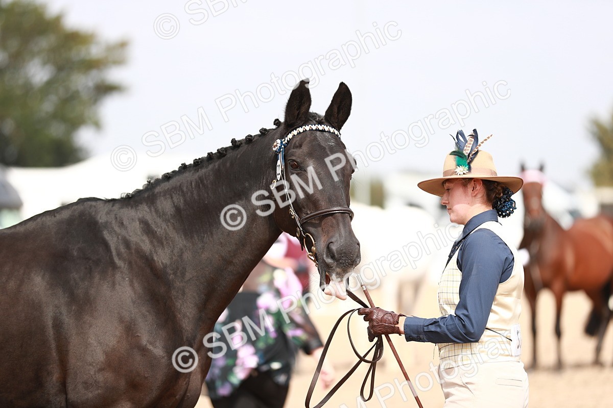 SBM_13282 - Class 208 IH Veteran Horse