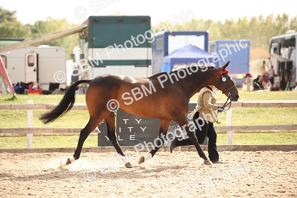 SBM_08140 - Class 27 - IH Competition Horse-Pony