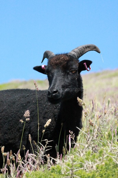 Goats _ AN 0038 - Wildlife, Mammal Photography, Great Britain