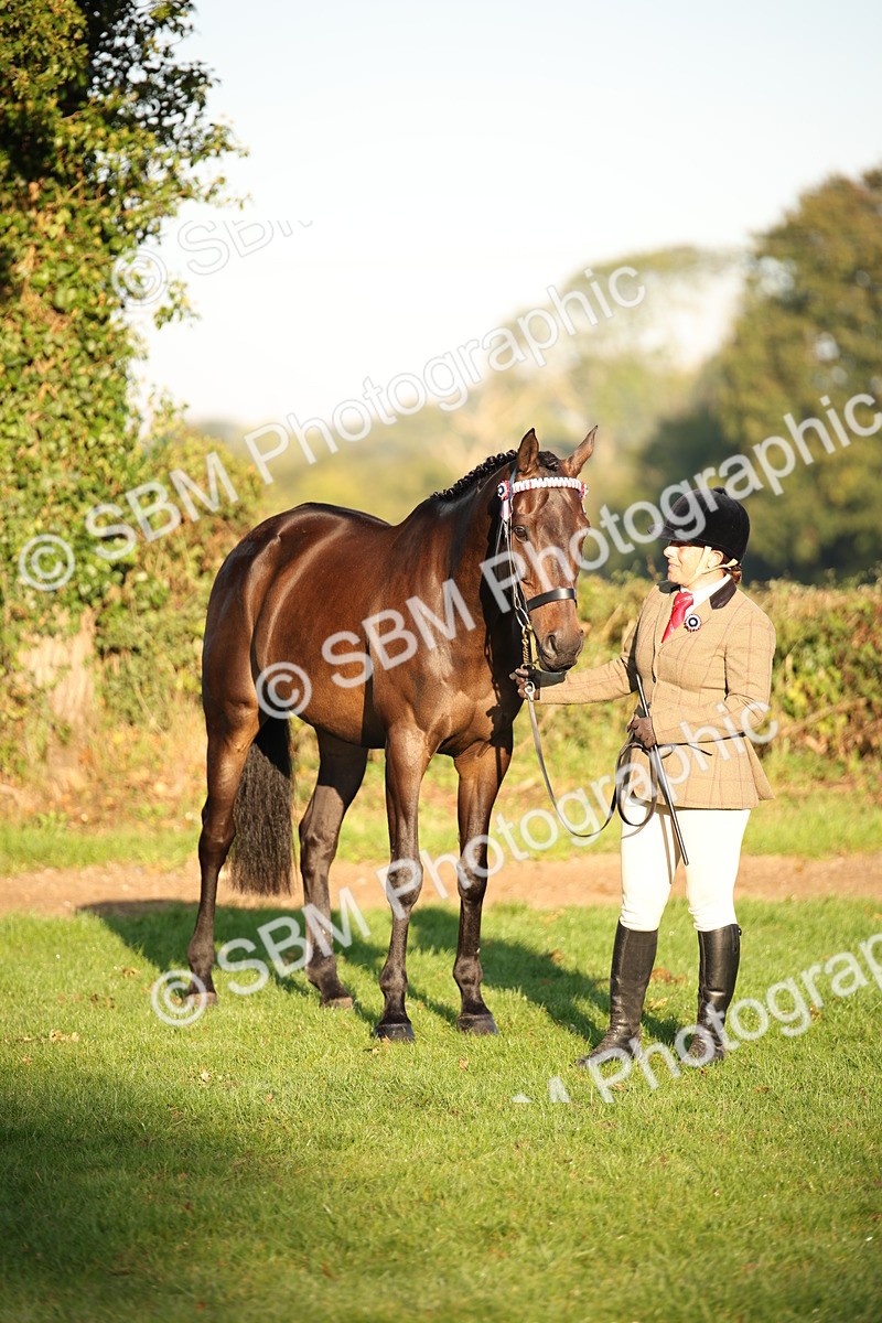 SBM_56919 - S49 - Riding Horse & Hack & Thoroughbred In Hand