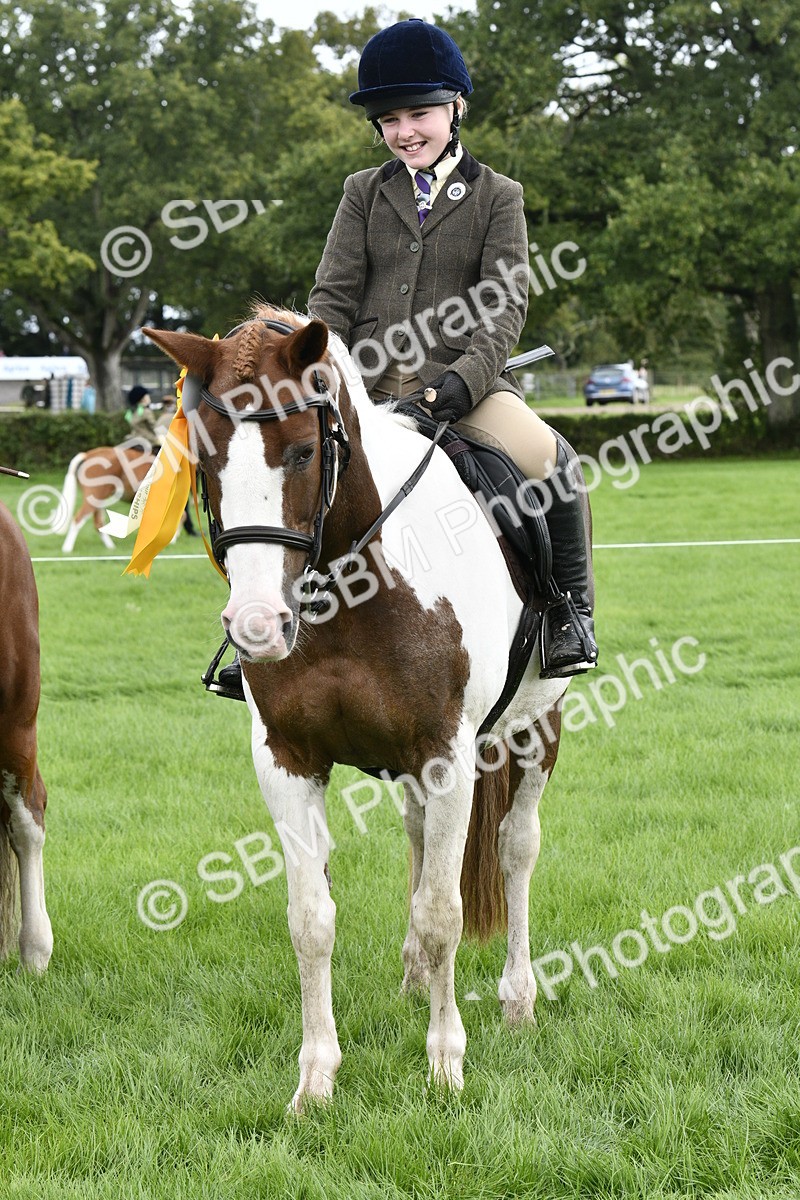 SBM_38305 - S31 - Novice & Newcomer Working Hunter Pony