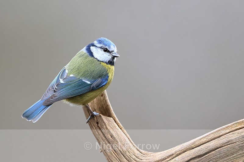 Blue Tit perched, Otterbourne, Hampshire - Blue Tit
