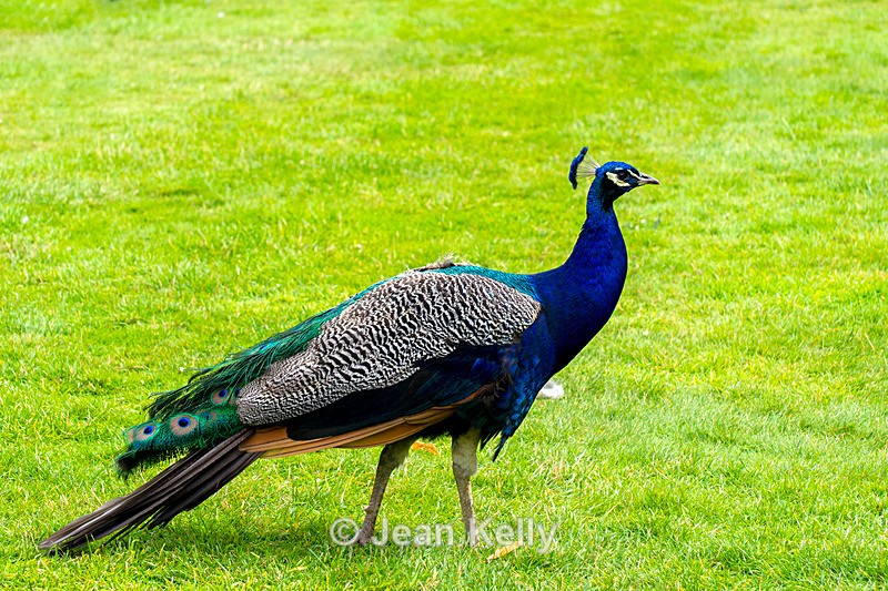 Peacock - DSC_7825 - Birds