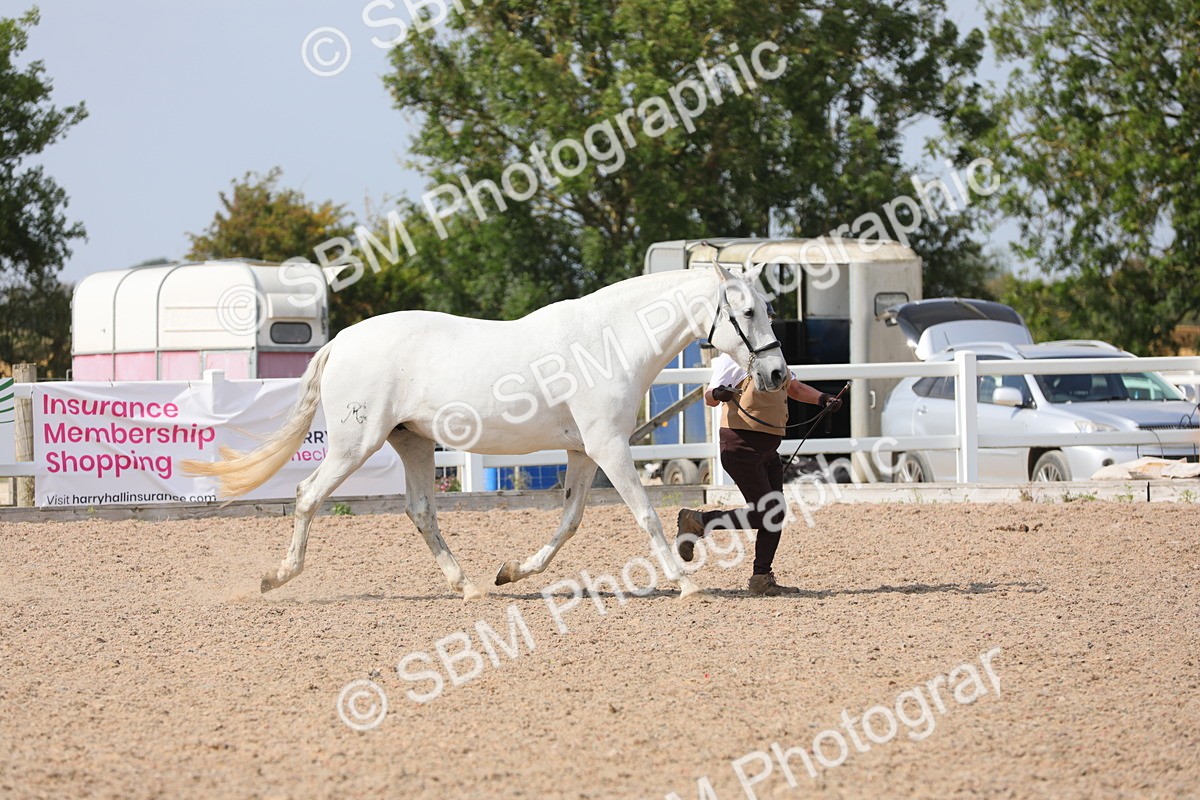 SBM_15719 - Class 312 IH Competition Horse/Pony