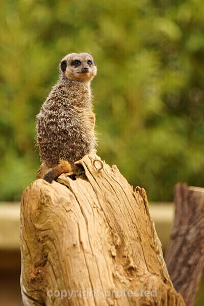 Meerkat Sentry - African Wildlife