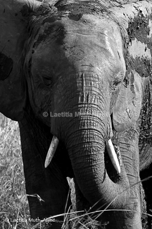 IMG_1178 Maasai Mara - Elephants