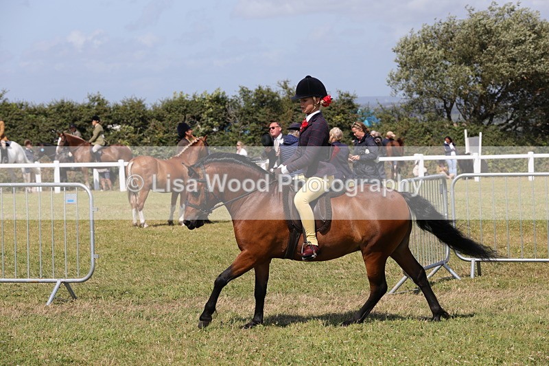 1X9A5404 - Class 37: NPS M&M First Ridden